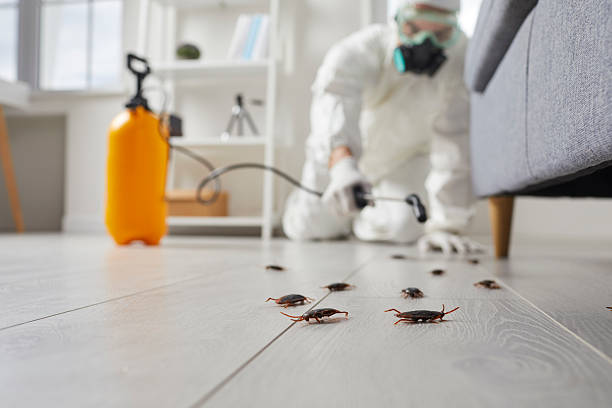 Affordable Termite Control solutions in Webberville, MI